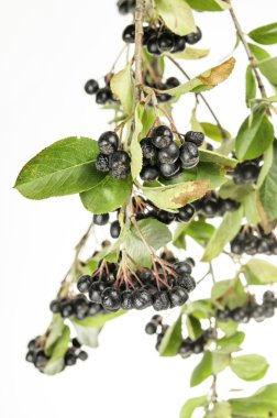 Meyveleri siyah şok 