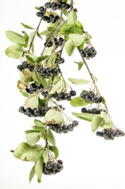 Meyveleri siyah şok 