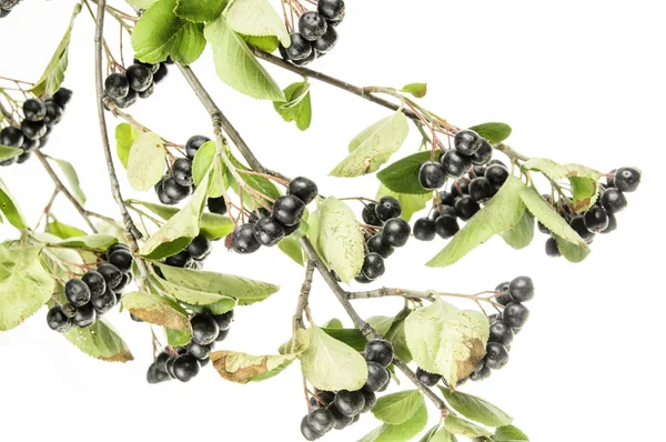 Black Choke berries — Stock Photo, Image