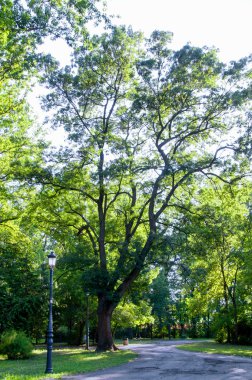 Yeşil bahçe içinde parlayan güneş