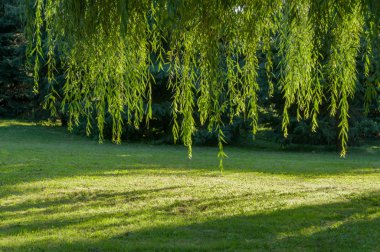 Yeşil bahçe içinde parlayan güneş