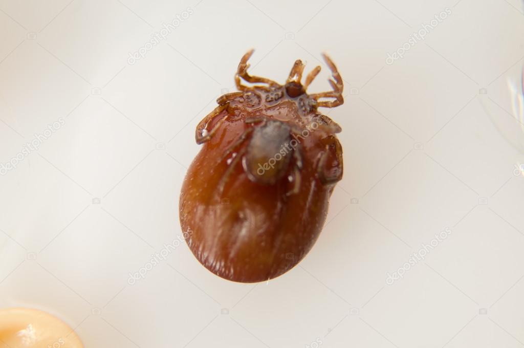 ticks with brown shell