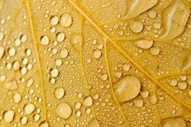 Sonbahar Yaprakları