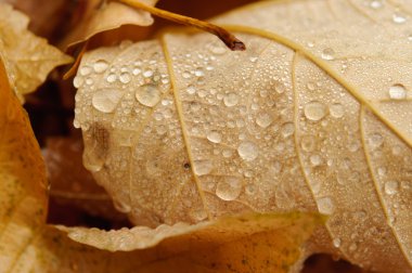 Sonbahar Yaprakları