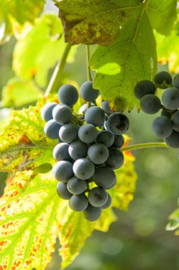 sonbaharda hasat günbatımında üzüm bağları.