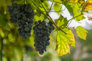 sonbaharda hasat günbatımında üzüm bağları.