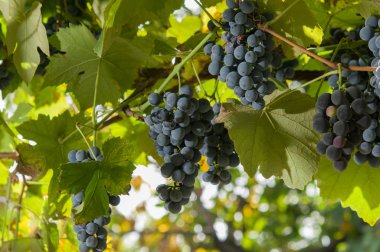 sonbaharda hasat günbatımında üzüm bağları.