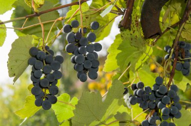 sonbaharda hasat günbatımında üzüm bağları.