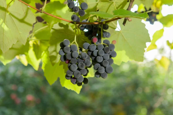 Vinice při západu slunce v podzimní sklizeň. — Stock fotografie