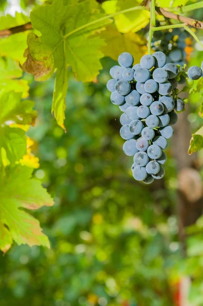 Vigneti al tramonto nel raccolto autunnale . — Foto Stock