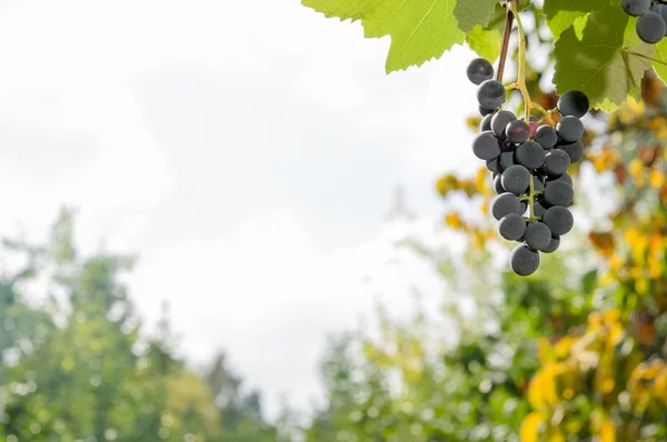 Vinice při západu slunce v podzimní sklizeň. — Stock fotografie