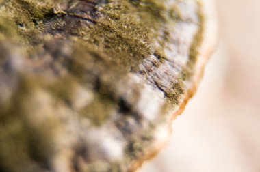 sonbahar akçaağaç yaprağı