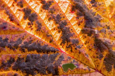 sonbahar akçaağaç yaprağı