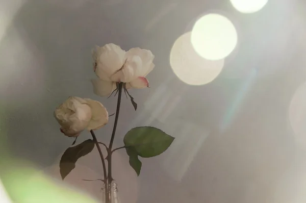 아름 다운 꽃 장미 — 스톡 사진