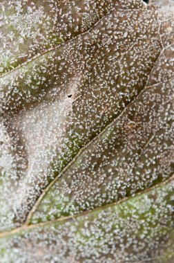  frost ve Buz donmuş yaprak