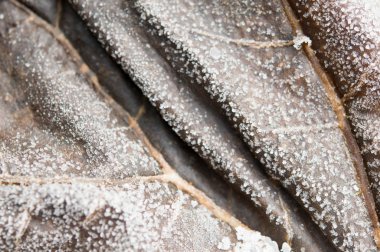  frost ve Buz donmuş yaprak