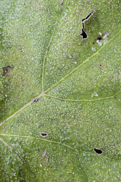 Hoja congelada con escarcha y hielo —  Fotos de Stock