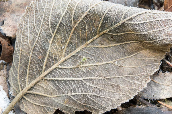 霜と氷で冷凍の葉 — ストック写真