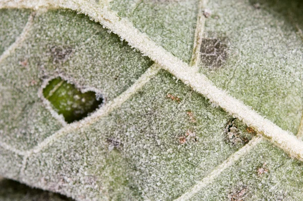 Hoja congelada con escarcha y hielo —  Fotos de Stock