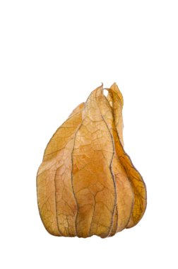 Üç incaberries arka plan