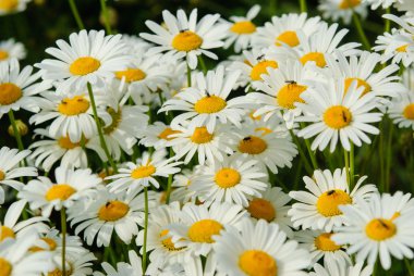 Papatya çiçek arka plan.