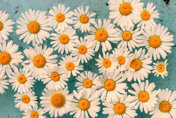 Flor flotando en el agua — Foto de Stock