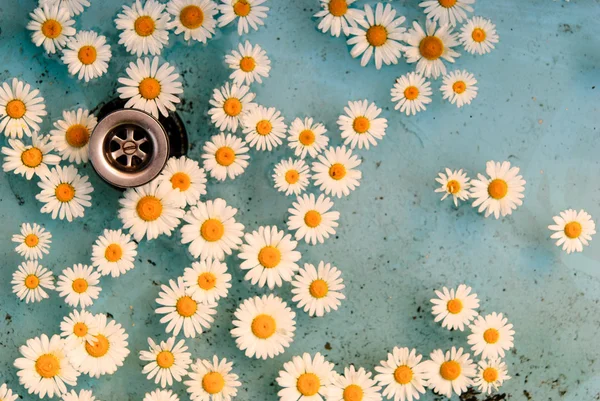Suda yüzen çiçek — Stok fotoğraf