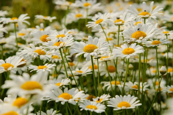 Daisy bloem achtergrond. — Stockfoto