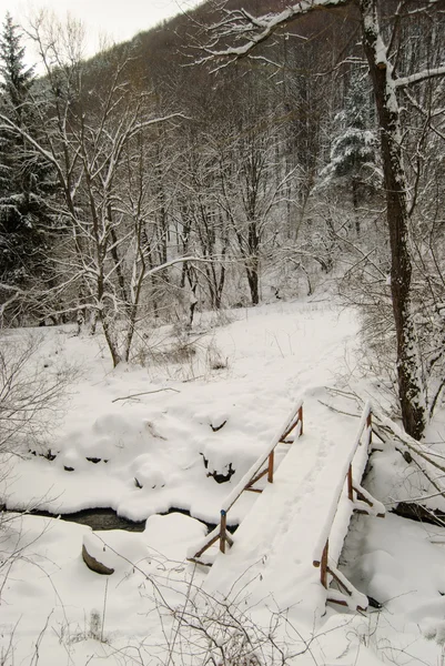 Heure d'hiver dans un parc par une journée givrée — Photo