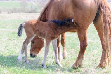 Atları çayır bahar