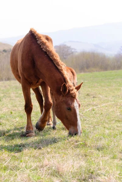 Chevaux dans la prairie printemps — Photo