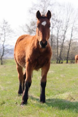 Atları çayır bahar