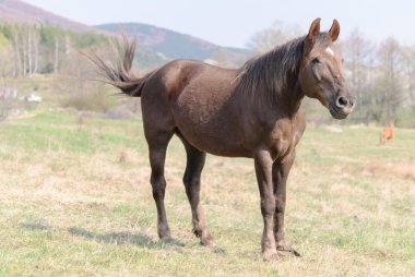Atları çayır bahar