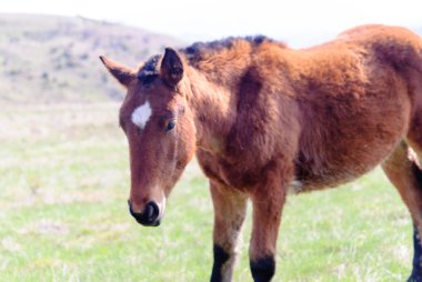 Atları çayır bahar