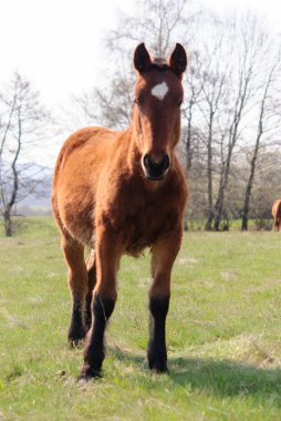 Atları çayır bahar