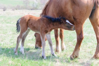 Atları çayır bahar