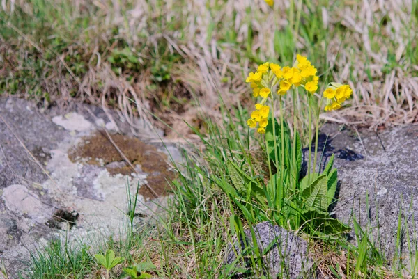 Primula veris spring — Stock Photo, Image