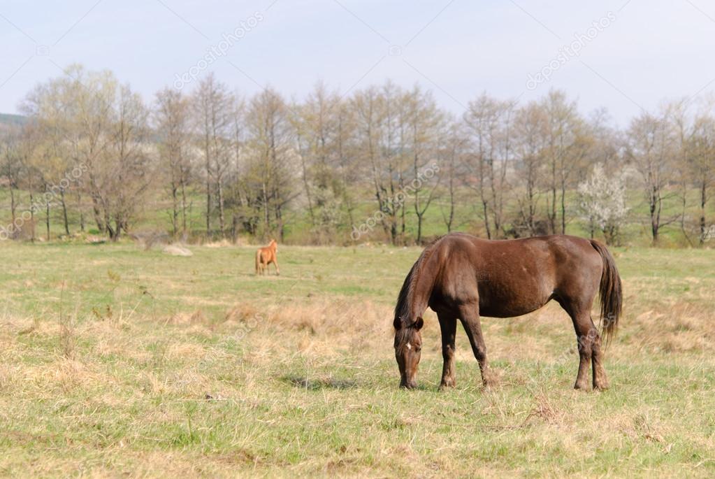 Horses in the meadow spring