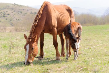 Atları çayır bahar