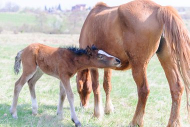 Atları çayır bahar
