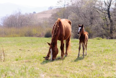Atları çayır bahar
