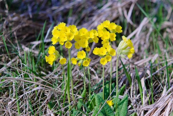 Primavera de Primula veris — Fotografia de Stock