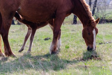 Atları çayır bahar