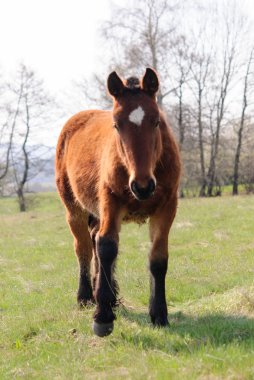 Atları çayır bahar