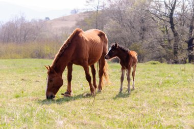 Atları çayır bahar