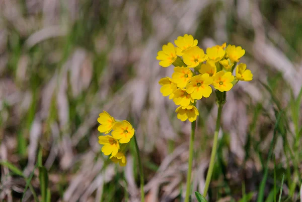 Primula veris primavera — Foto Stock