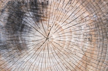 Kesilmiş ağaç ahşap doku