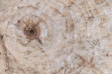 Kesilmiş ağaç ahşap doku