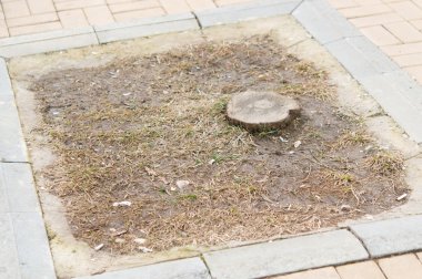 kesme ağaç kökünü öldü