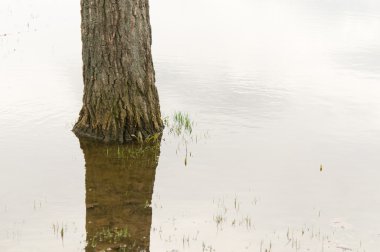 Bir su birikintisine yansıyan ağaç